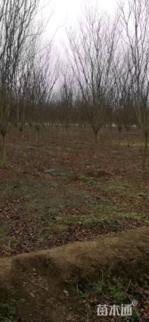 高度500厘米红花紫薇