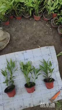 高度25厘米翠芦莉