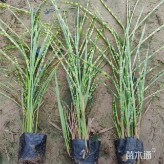 高度50厘米斑叶芒