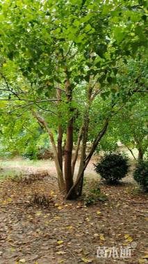 50公分(3杆)丛生乌桕