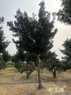 15公分小叶罗汉松