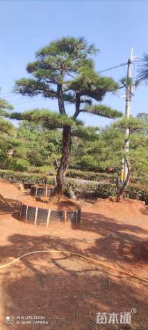 20公分造型黑松