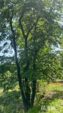 60公分(3杆)丛生朴树