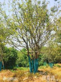 50公分(5杆)丛生朴树
