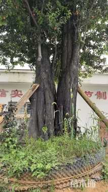 高度120厘米金弹子