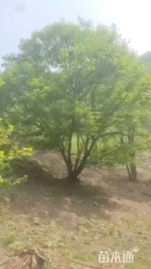 高度850厘米油松