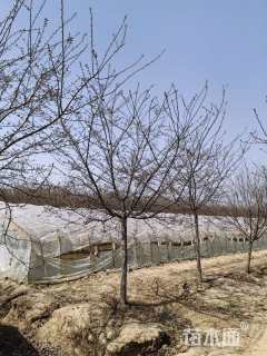 13公分红粉佳人樱