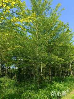 12公分小叶榄仁