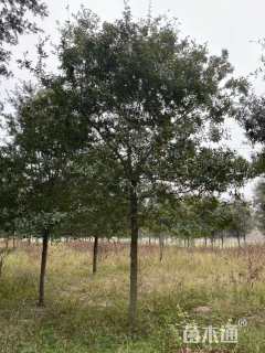 12公分弗吉尼亚栎