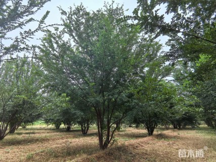 60公分(5杆)丛生榔榆