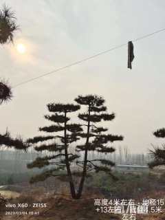 18公分造型油松