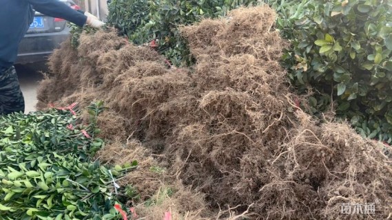 高度50厘米高山黄杨