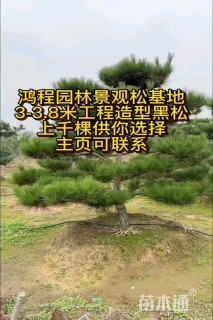 16公分造型黑松