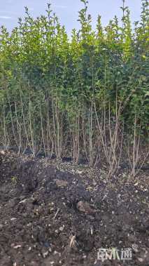 冠幅20厘米小叶女贞球