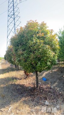 12公分红叶石楠