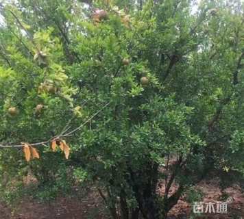 高度350厘米石榴