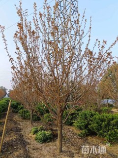 12公分日本晚樱