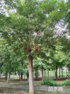 20公分国槐