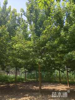 16公分金叶复叶槭