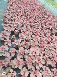 高度15厘米矾根