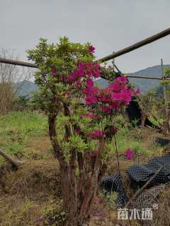 高度150厘米杜鹃