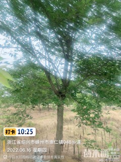 17公分高杆樱花