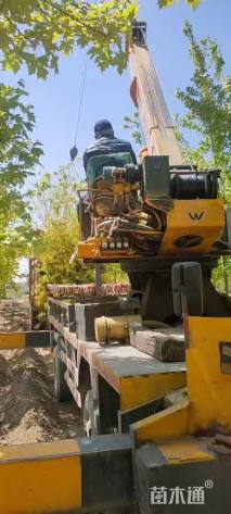 高度300厘米丛生金枝槐