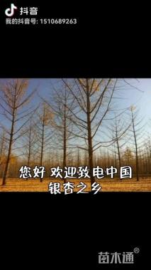 高度500厘米雪松