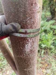 50公分(5杆)丛生栾树