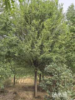 60公分(5杆)丛生榔榆
