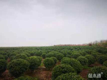 冠幅200厘米无刺枸骨球