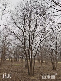 8公分(3杆)丛生乌桕