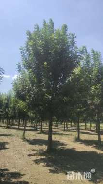 18公分速生白蜡