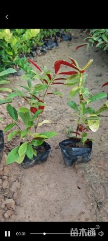 高度20厘米红背桂