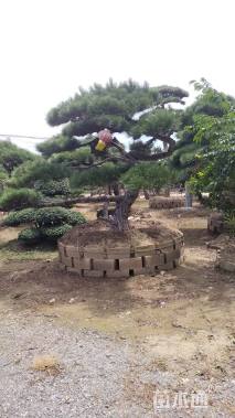 20公分造型油松