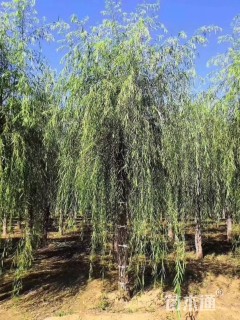 14公分垂柳