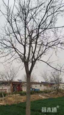 27公分国槐