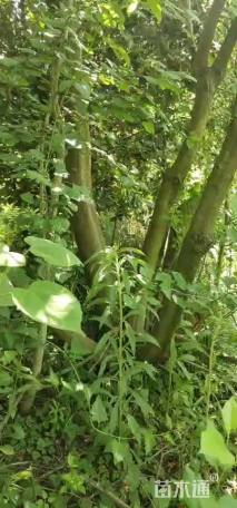 10公分丛生乌桕