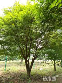 20公分小叶鸡爪槭