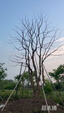 30公分造型乌桕