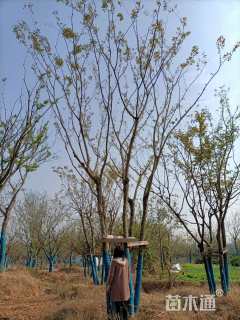 60公分丛生朴树