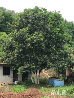 高度800厘米金弹子