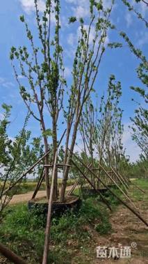 高度12厘米丛生三角枫