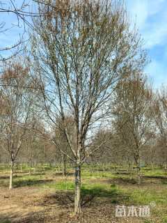 20公分美国红枫