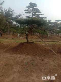 22公分造型黑松