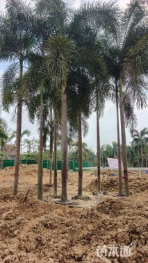 裸干高700厘米狐尾椰