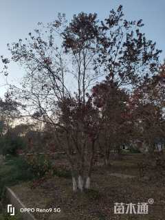 50公分(5杆)丛生乌桕