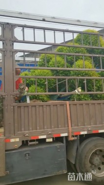 18公分造型亮晶女贞