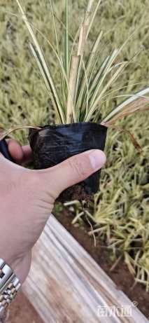 高度20厘米金叶苔草