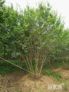 高度300厘米丛生紫薇